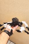 Tüylü Gerçekçi Örümcek Süs Halloween Süsleri Siyah Beyaz Örümcek Büyük Boy
